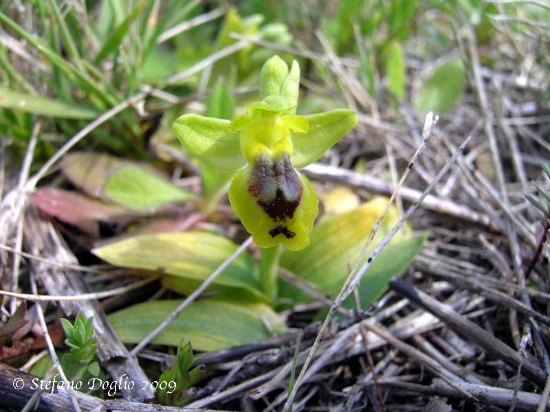 orchidee del Salento